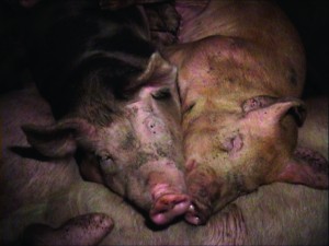 Pigs at the slaughterhouse