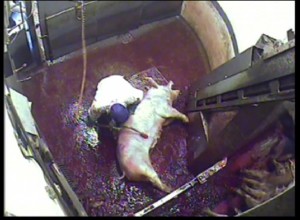 Pig being illegally electrocuted