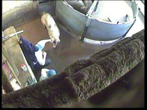 slaughterhouse worker punches pig in face
