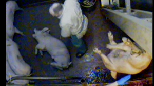 slaughterman looks at inadequately stunned pig screaming