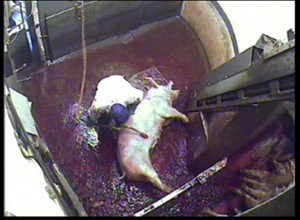 Pig screams as electric tongs used on his or her body