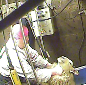 Slaughterhouse worker punches sheep in the throat