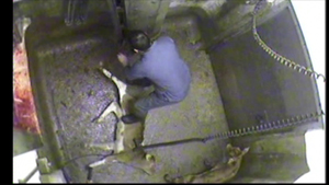 slaughterman stands on calf to make him stay still