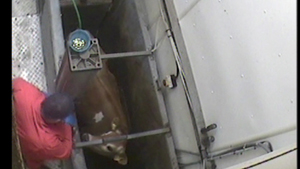 Slaughterman approaches cow waiting in stunning stall