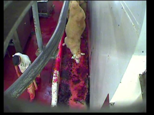 Stunned sheep hanging after throat has been cut