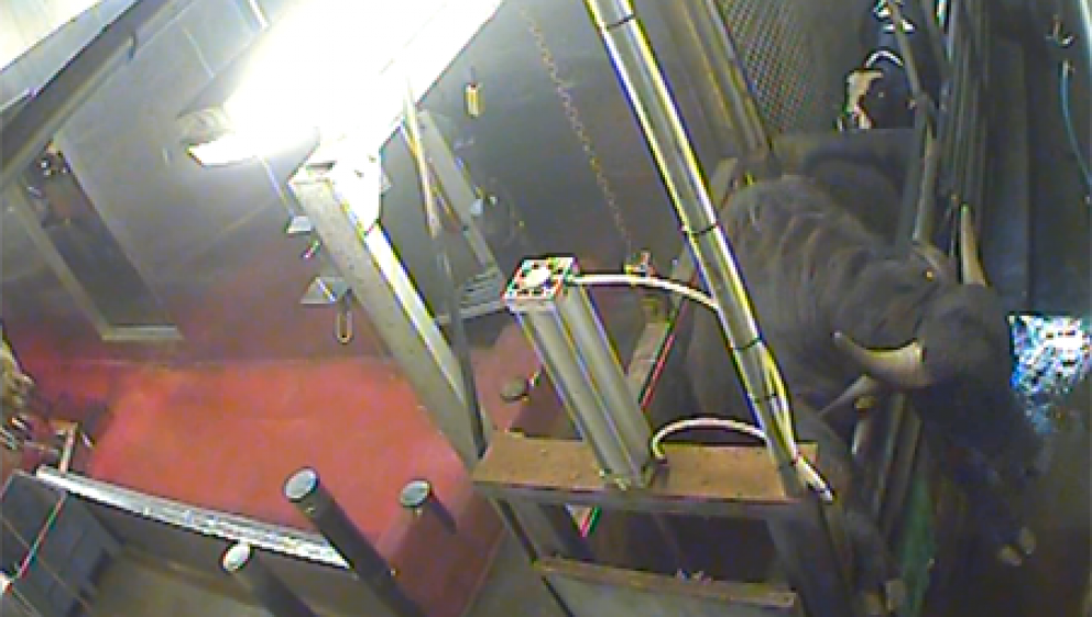 A water buffalo attempts to jump out of a restraint box
