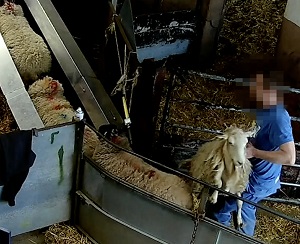 Farmer Fresh (Blurred)