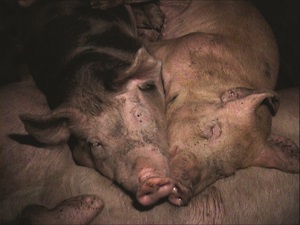 Pigs at the slaughterhouse